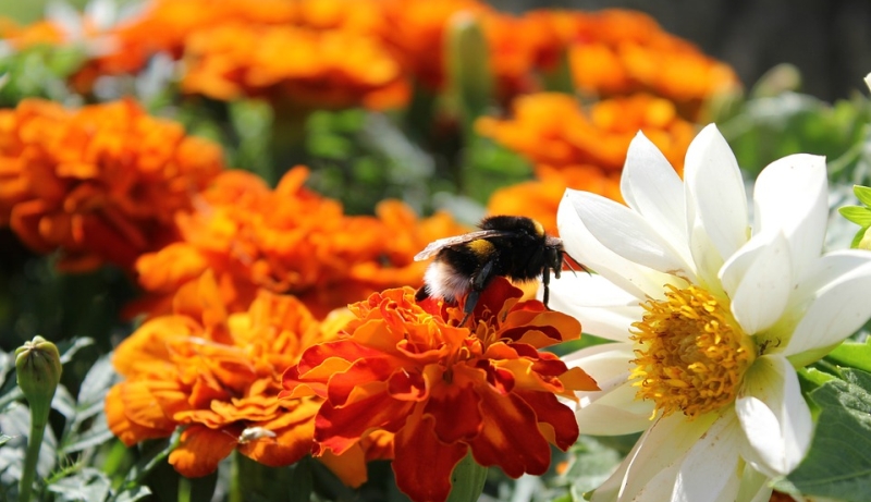 the beauty of nature bumblebee on a beautiful flower