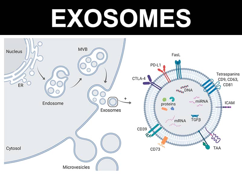 exosomes